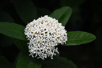 Close-up of white flowering plant