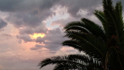 Low angle view of palm trees against sky