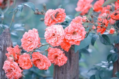 Close-up of pink flowering plants