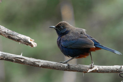 Close-up of bird perching on branch