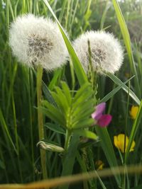 Close-up of dandelion on field