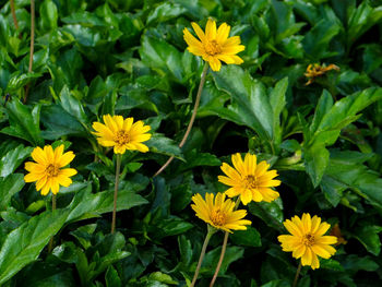 High angle view of yellow flowering plants