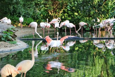 View of birds in lake