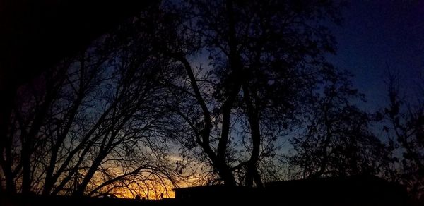 Low angle view of silhouette bare trees against sky at night