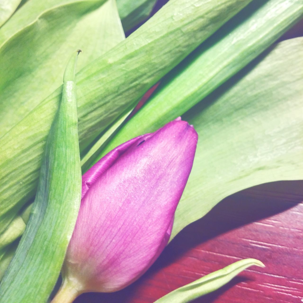 flower, freshness, leaf, pink color, growth, petal, beauty in nature, fragility, plant, close-up, nature, green color, flower head, pink, high angle view, purple, single flower, no people, outdoors, day