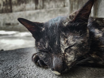 Close-up of a cat