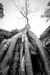 Low angle view of tree trunk against sky