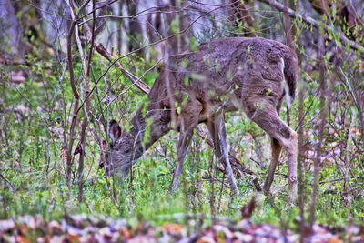 Deer in a forest