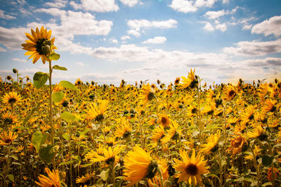 Close-up of yellow flowering plants on field against sky