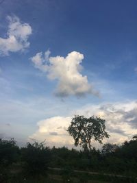 Low angle view of trees against sky