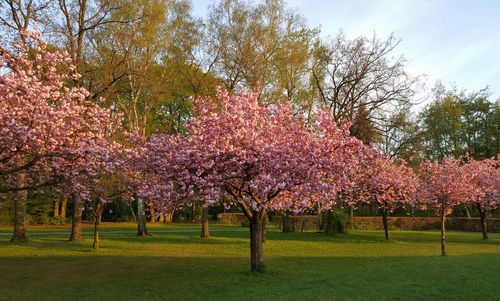 View of trees in park