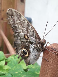 Close-up of butterfly