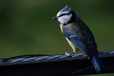 Close-up of bird perching outdoors