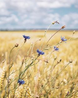 Close-up of purple flowering plants on field