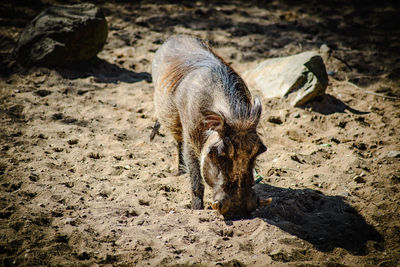 Close-up of wild pig