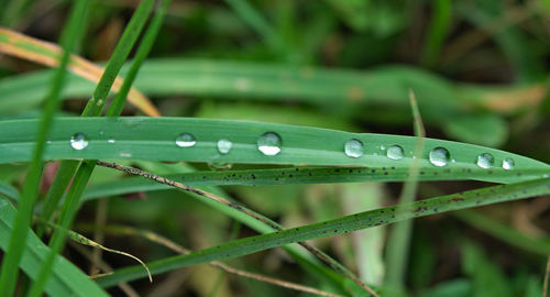 Close-up of water drops on blade of grass