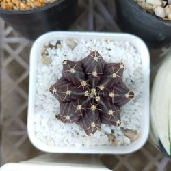 High angle view of food in container on table