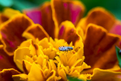 Close-up of insect on yellow flower