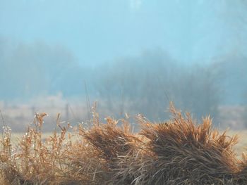 Close-up of stalks in field against sky