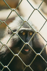 A monkey in a cage.