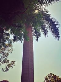 Low angle view of palm trees against the sky