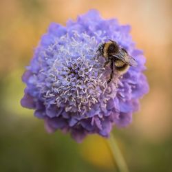 Close-up of bee on purple flower