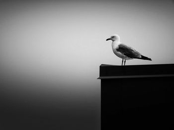 Bird perching on wall