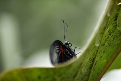 Close-up of insect on grass