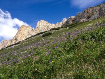 Purple flowering plants on field against sky