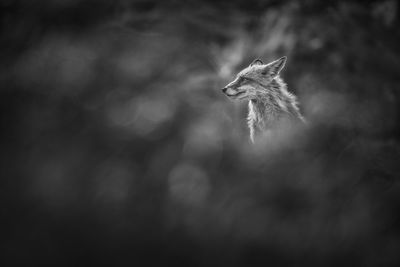 Wild fox with blurry foreground in black and white photography.