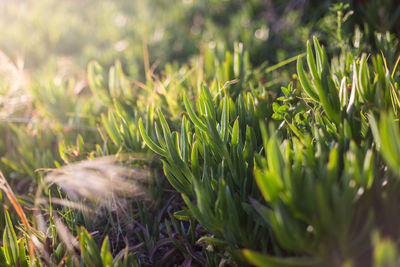 Close-up of plants on field