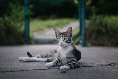 Portrait of cat relaxing on footpath