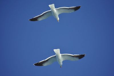 Low angle view of seagull flying against clear sky