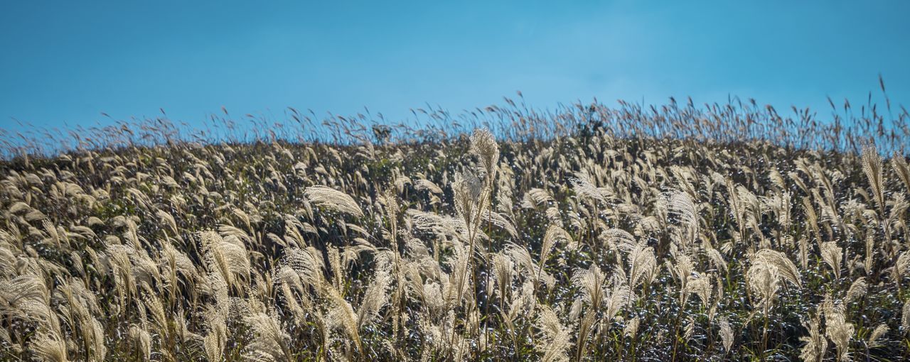 VIEW OF STALKS IN FIELD