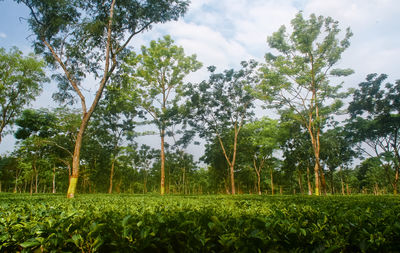 Scenic view of trees growing on field against sky