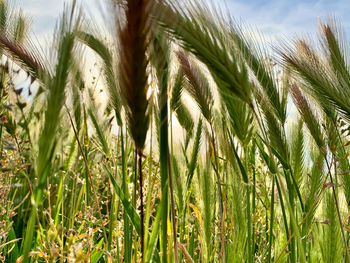 Close-up of wheat growing on field