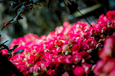 Close-up of pink flowering plants