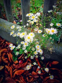 Close-up of yellow flowers blooming outdoors