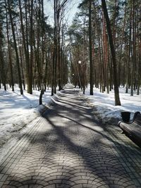 Snow covered trees against sky