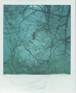 Bare trees against sky
