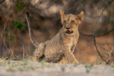 Lioness looking away