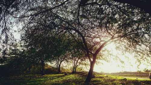 Trees in forest