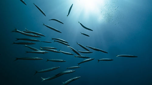 View of fishes swimming in sea