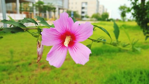 Close-up of pink flower blooming outdoors