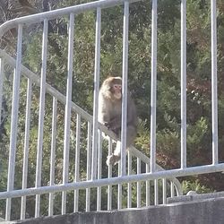 View of monkey in cage