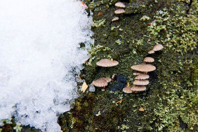 High angle view of mushrooms growing on snow covered tree