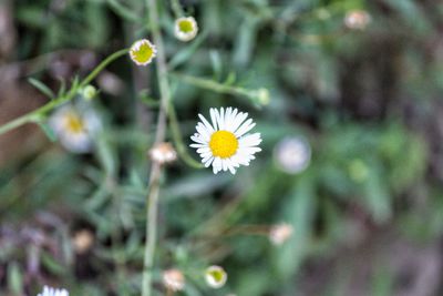 Close-up of white daisy flower