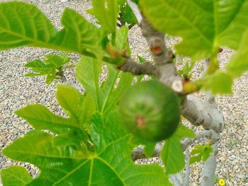 Close-up of fresh green plant