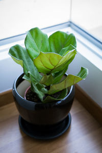 A fiddle leaf fig or ficus lyrata pot plant with large, green, shiny leaves.