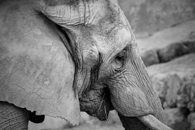 Close-up of elephant